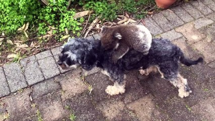 Baby Koala Mistakes Doggy for its Mother
