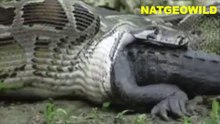 OMG#REAL#Python eats  Alligator live on camera
