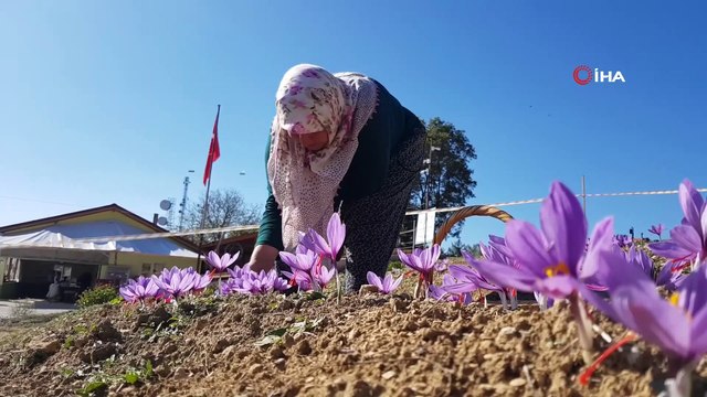 UNESCO Dünya Miras Listesi'nde Yer Alıyor, Turistlerin Yeni Gözdesi Safran Tarlaları
