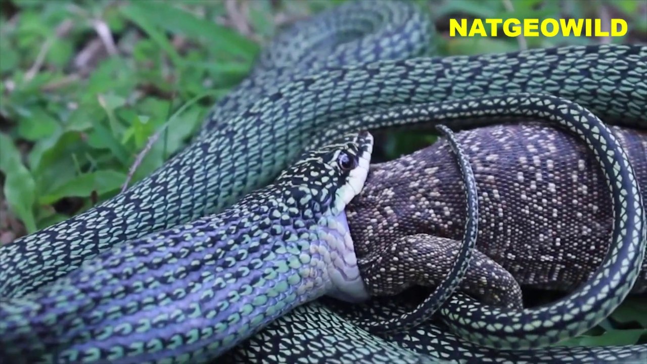OMG#REAL#Green snake eats  Alligator live on camera