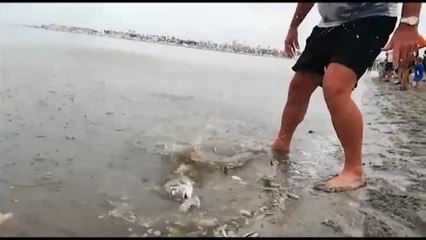 Télécharger la video: Miles de peces y crustáceos muertos en el Mar Menor