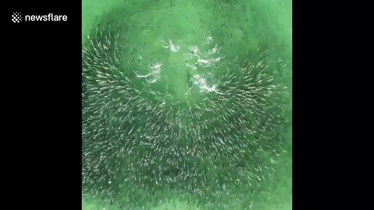 Réaction d'un banc de poissons à l'attaque d'un requin !