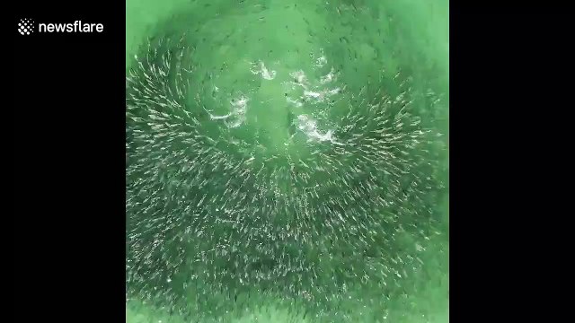 Réaction d'un banc de poissons à l'attaque d'un requin !