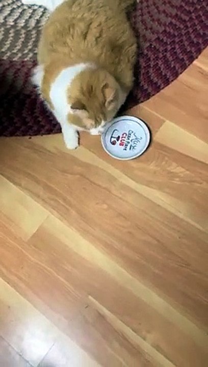 Regardez ce chat demander à manger en suppliant !