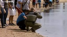Espagne : des centaines de poissons morts stagnent à la surface de la Mar Menor