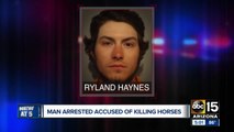 Man arrested, accused of fatally shooting 2 horses in eastern Arizona
