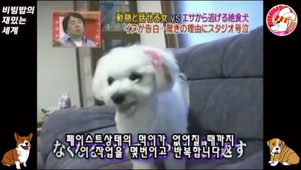 03★[미루] 먹이를 먹지 않는 개