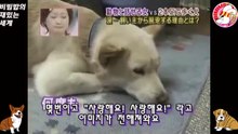 06★[치비타] 뒷다리가 불구가 된 개