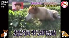 07★[타로] 사지가 절단된 개