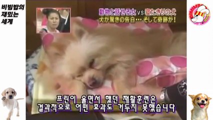 09★[프린] 중병으로 누워 있는 개