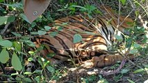 Man-eating tiger in Karnataka forest tracked, captured