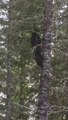 Regardez à quelle vitesse cet ours grimpe aux arbres