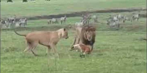 Chiquito pero matón: El perro valiente planta cara a la pareja de feroces leones