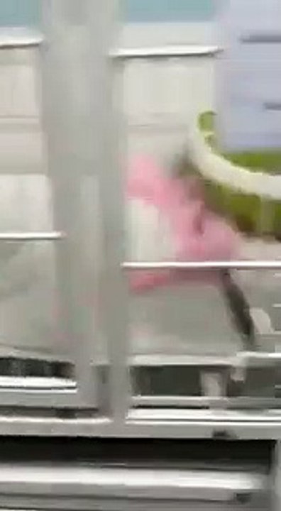 El vídeo viral que muestra cómo tratan los veterinarios a nuestras mascotas