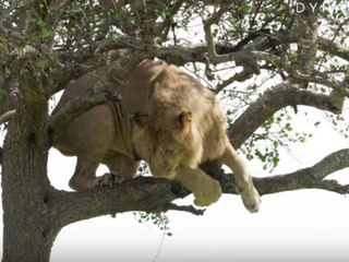 Este león ‘cagón’ se queda atrapado en un árbol