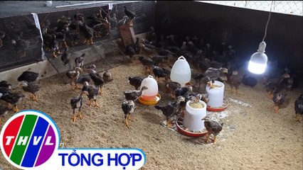 THVL | Thận trọng khi chuyển đổi vật nuôi sau ảnh hưởng của dịch tả heo Châu Phi