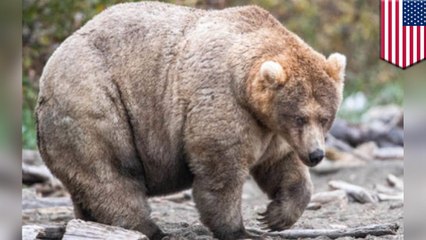 435 Holly wins Fat Bear Week 2019 crowned fattest bear in U.S.