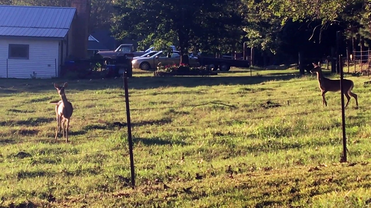 Deer Jumps into Fence