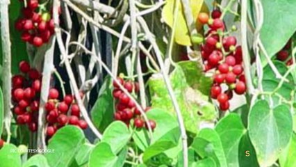 कईं बीमारियों से बचाता है गिलोय