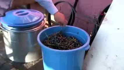 Rize'nin meşhur kokulu üzümü toplandı ve pekmez mesaisi başlandı