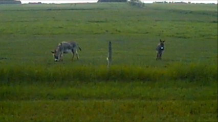 MCH 216 THE FARMERS DONKEY.