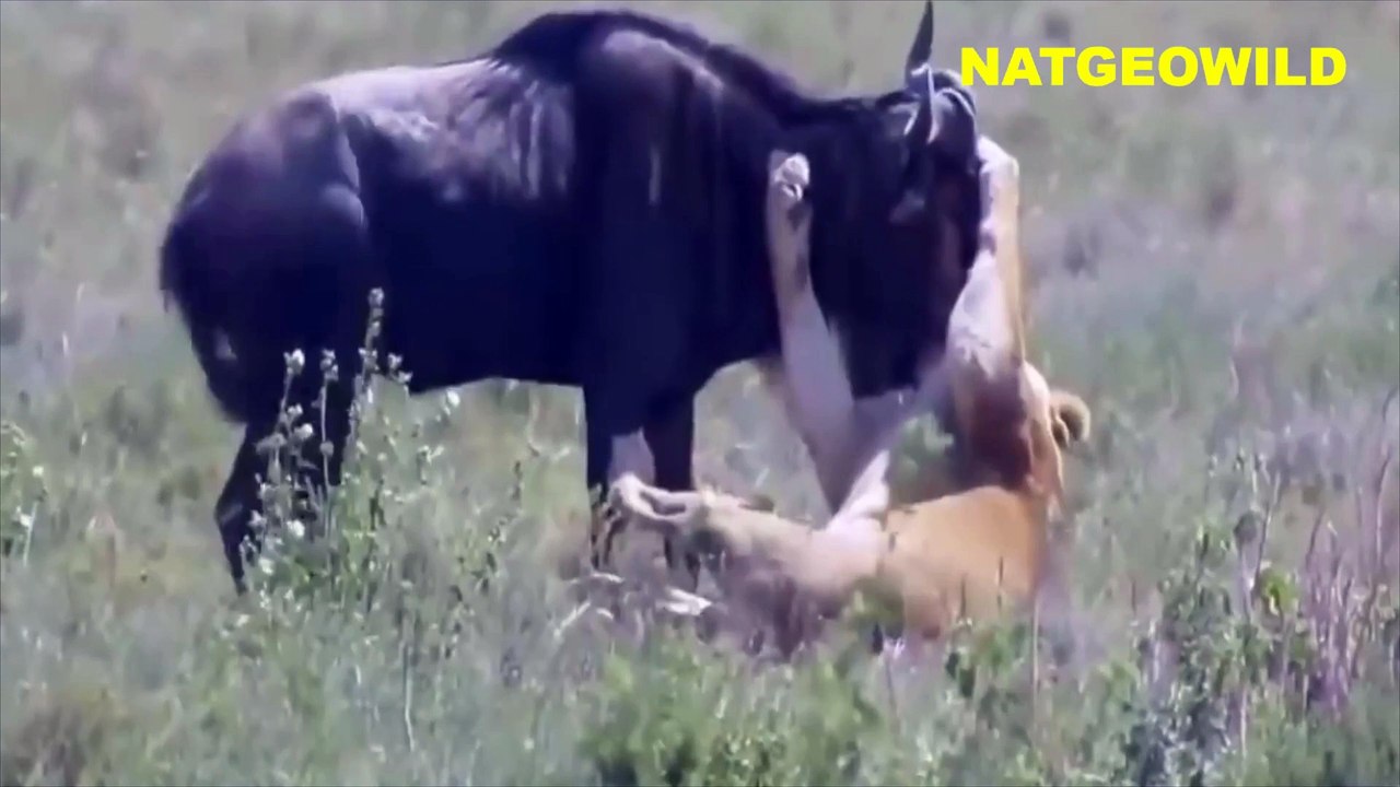 REAL# lion attacks fight kills with animals