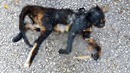 Bursa'da temizlik işçileri, yakılarak telef edilen kedi buldu