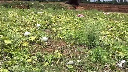 Hosur Pumpkin Slowdown -வீடியோ