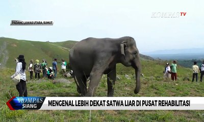 Mengenal Lebih Dekat Satwa Liar di Barumun Nagari Wildlife Sanctuary