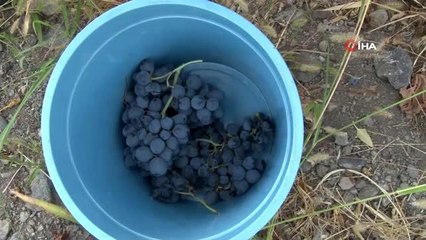 Köylerde şifa kaynağı "Pekmez" mesaisi