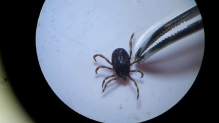 Santé - Les tiques géantes