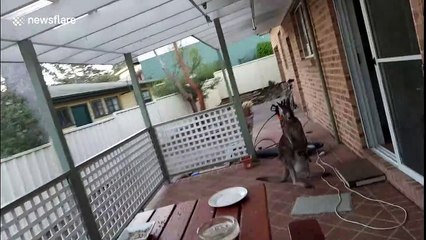 Australian homeowner feeds kangaroo and joey who were waiting in his garden