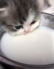 Petit chaton boit son lait avec beaucoup d'appétit !