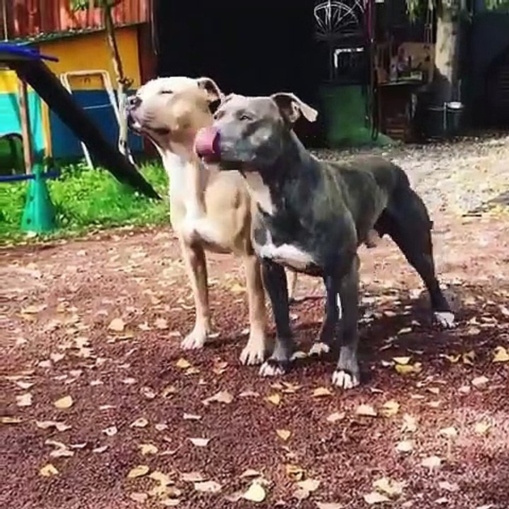 Assis, couché, la patte, et abois ! Un cours de dressage hors pair et la synchronisation est juste parfaite