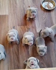 Cette mignonne portée de pit-bull aux regards innocents va vous faire fondre