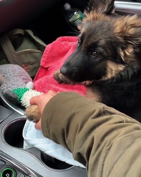 Ballade en voiture, la phobie de ce chien