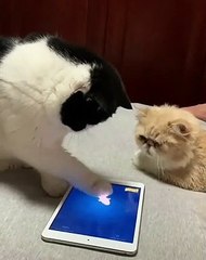 Chat vs Poisson /Chat : un "conflit" digne d'une comédie...