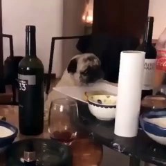 Chien glouton surexcité perd tous ses moyens quand il voit de la nourriture