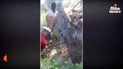गिर के जंगल में तेंदुए के शावक को परेशान करने वाली वीडियो वायरल