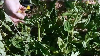 Manuel Vázquez Calleja: "Mi padre nos ha enseñado a amar el tomate"