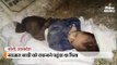बरेली में नवजात को दफनाने पहुंचे पिता को श्मशान में मटके में मिली बच्ची, नाम रखा 'सीता'