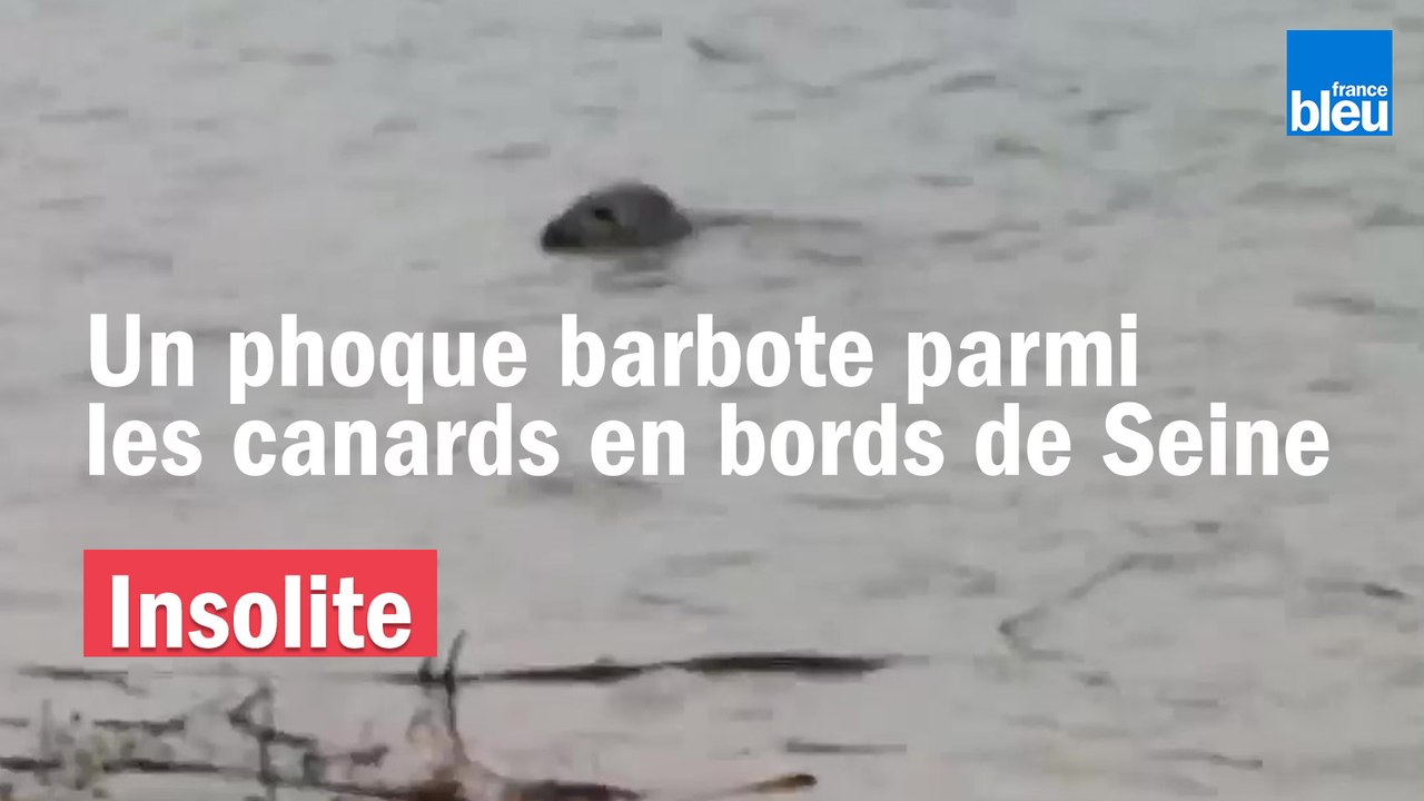 Un phoque barbote parmi les canards en bords de Seine