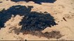 Brazil oil spill:  2,000km of northern beaches contaminated