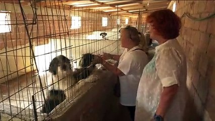 Καταφύγιο Φιλοζωικού Συλλόγου Κύμης Αλιβερίου