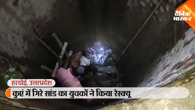कुएं में गिरे सांड का युवकों ने किया रेस्क्यू, लोगों ने तालियां बजाकर की हौसला आफजाई