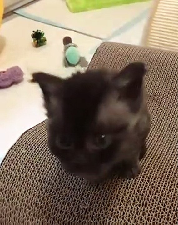 Ce chaton, âgé de deux mois, a pris d'assaut Internet tant sa beauté est unique