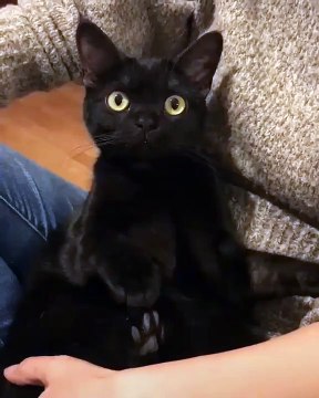 Qui préféres-tu papa ou maman : la réponse de ce matou vous fera mourir de rire