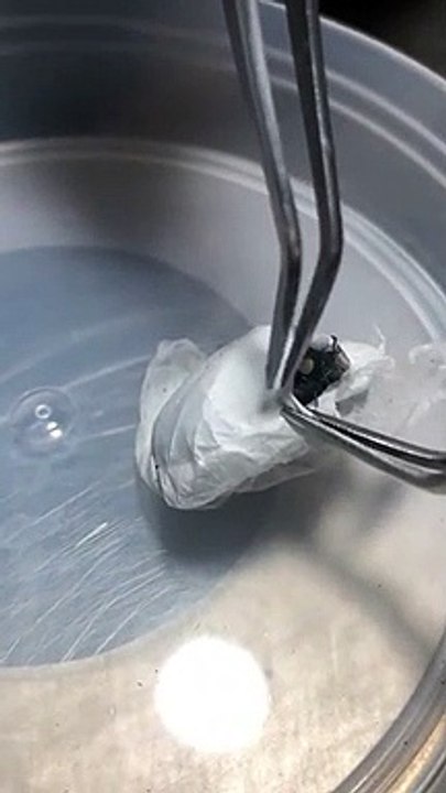 Des araignées dangereuses sont élevées dans cette zoo Australie dans le but de trouver un remède contre le venin mortel.