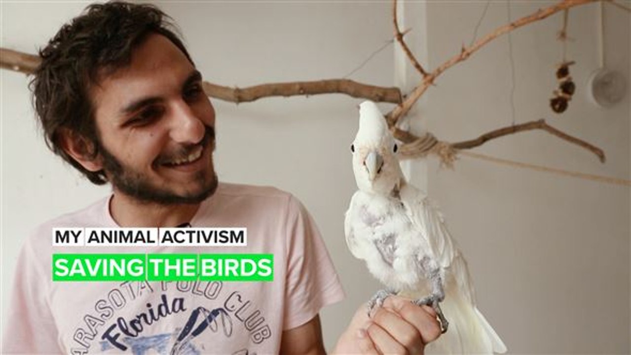 My Animal Activism: The Birdman