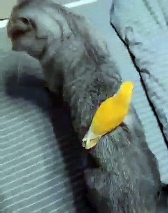 Un oiseau enquiquineur face à un chat impatient